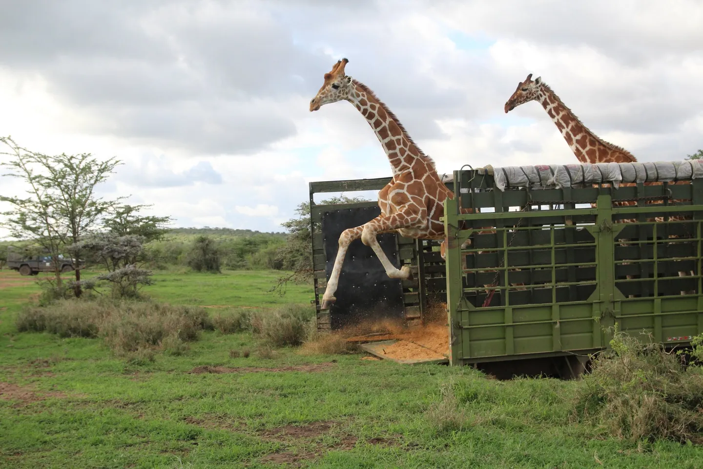 Twiga nchini Kenya wahamishwa maeneo bora